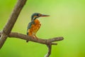 Male Common Kingfisher Royalty Free Stock Photo