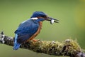 Male common kingfisher catching fish Royalty Free Stock Photo