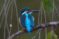 Common kingfisher close up