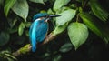 A male Common Kingfisher sat on a branch in this beautifully blue Royalty Free Stock Photo