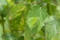 Male Common Lemon Emigrant butterfly in bright green perching on