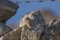 Male of Common linnet, Linaria cannabina Royalty Free Stock Photo