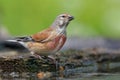 Male Common Linnet stands near a waterpond in spring and drinks some water with joy Royalty Free Stock Photo