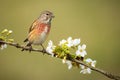 Male common linnet sitting on flourishing tree twig with white flowers in spring