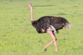 Male Common or Masai Ostrich Strutting In Masai Mara