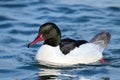 Male common merganser or goosander