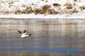 Common Merganser Taking Off From the Water Royalty Free Stock Photo