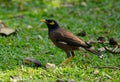 Male Common myna Acridotheres tristis