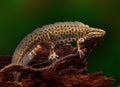 Male common newt or water salamander