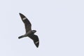 Male Common Nighthawk, Chordeiles minor, flying at dusk