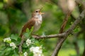 Male Common nightingale Luscinia megarhynchos sits on a branch