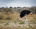 A male common ostrich eating, Etosha National Park, Namibia, Africa Royalty Free Stock Photo