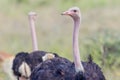 Male Common Ostrich - Mirrored