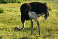 Male common ostrich pecking at grass