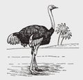 Male common ostrich struthio camelus in side view standing in an african landscape