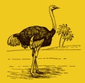 Male common ostrich struthio camelus in side view standing in an african landscape, on a yellow-orange background