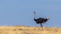 A male common ostrich ( Struthio Camelus) walking in the blue sky, Etosha National Park, Namibia. Royalty Free Stock Photo