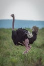 Male common ostrich walks in long grass
