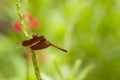 Male Common Parasol Dragonfly Neurothemis Fluctuans