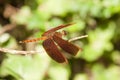 Male Common Parasol dragonfly is resting on twig