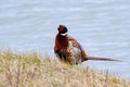 Male common pheasant on a blue background Royalty Free Stock Photo