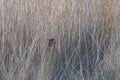 Male Common Pheasant Hidden in High Grass