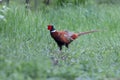 A male common pheasant Royalty Free Stock Photo