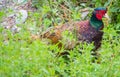 Male Common pheasant or Phasianus colchicus