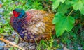 Male Common pheasant or Phasianus colchicus