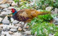 Male Common pheasant or Phasianus colchicus