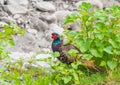 Male Common pheasant or Phasianus colchicus