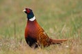 Male common pheasant looking into camera on a green meadow in spring Royalty Free Stock Photo