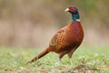 Male Common pheasant