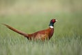 Male Common pheasant Phasianus colchius Ring-necked pheasant in natural habitat, green background, grassland Royalty Free Stock Photo