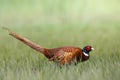 Male Common pheasant Phasianus colchius Ring-necked pheasant in natural habitat, green background, grassland Royalty Free Stock Photo