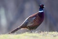 Male common pheasants, phasianus colchicus, displaying in spring mating season.