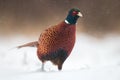 Male common pheasants, Phasianus colchicus. walking through a snow in winter.