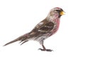 Male Common Redpoll Acanthis flammea Royalty Free Stock Photo