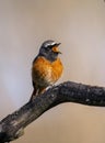 Male common redstart singing on a branch