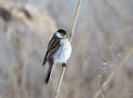 A male common reed bunting Emberiza schoeniclus sits on the reed Royalty Free Stock Photo
