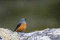 Male common rock thrush perched on a rock