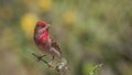 Male Common Rosefinch Looking Right