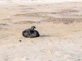 Male common scoter, Melanitta nigra, sitting in sand of beach on Royalty Free Stock Photo