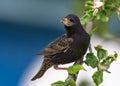 Male common starling sits perched with food in beak to his chicks