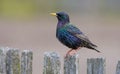Male Common starling sits on old looking wooden garden fence Royalty Free Stock Photo