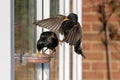 Male common startling, sturnus vulgaris, perched on a suet window feeder as a female bird flies in Royalty Free Stock Photo