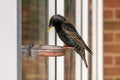 Male common startling, sturnus vulgaris, perched on a suet window feeder Royalty Free Stock Photo