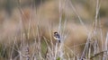 Common stonechat bird Royalty Free Stock Photo