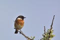 Common Stonechat, Crete Royalty Free Stock Photo