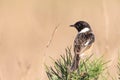 Male of Common stonechat Saxicola rubicola in Donana National Park Royalty Free Stock Photo